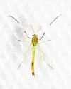 Dicrotendipes leucoscelis
