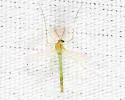 Dicrotendipes modestus