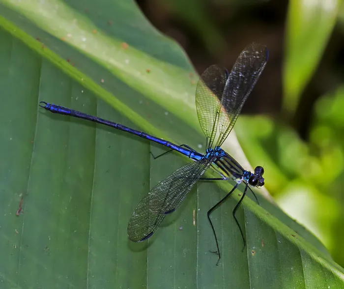 Dicteriadidae - photo 2