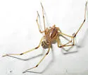 Dictis striatipes