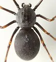 Dictis striatipes - photo 2