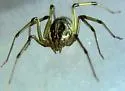 Dictis striatipes - photo 3