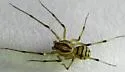 Dictis striatipes - photo 4