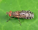 Dictya atlantica