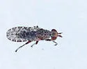 Dictya atlantica - photo 2