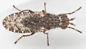 Dictya borealis