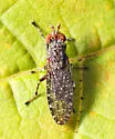 Dictya pictipes