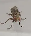 Dictya texensis - photo 2