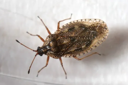 Dictyla convergens