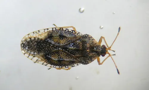Dictyla convergens - photo 2
