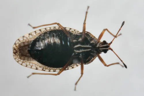 Dictyla convergens - photo 3