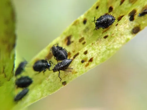 Dictyla convergens - photo 4