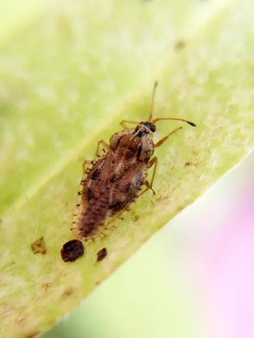 Dictyla convergens - photo 5