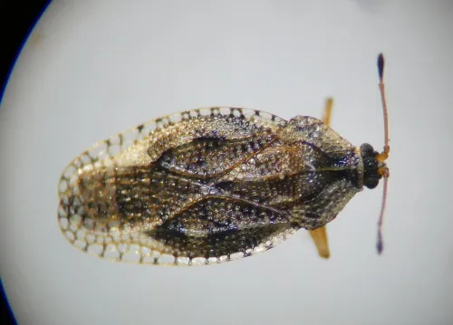 Dictyla convergens - photo 6