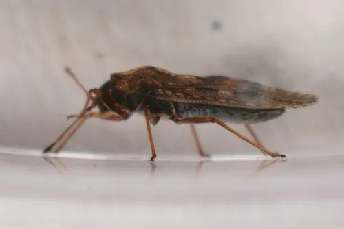 Dictyla convergens - photo 7