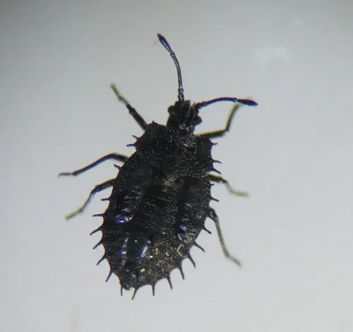 Dictyla convergens - photo 8