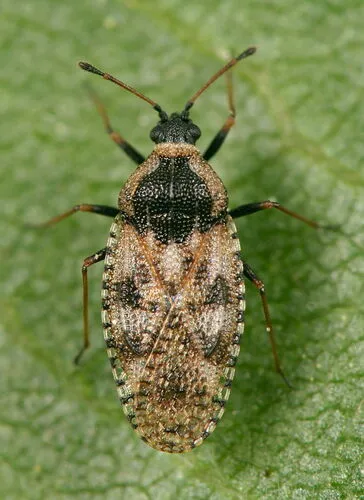 Dictyla echii