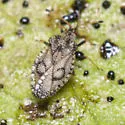 Dictyla ehrethiae - photo 2
