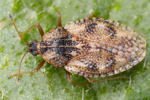 Dictyla humuli