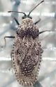 Dictyla labeculata