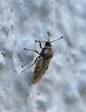 Dictyla labeculata - photo 2