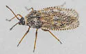 Dictyla labeculata - photo 3