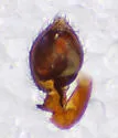 Dictyna alaskae - photo 3