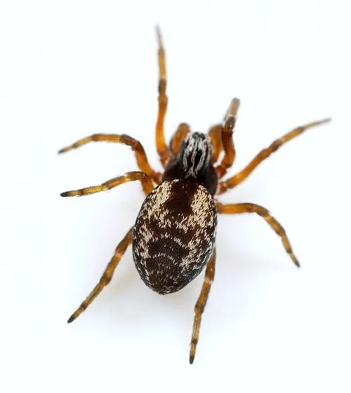 Dictyna arundinacea