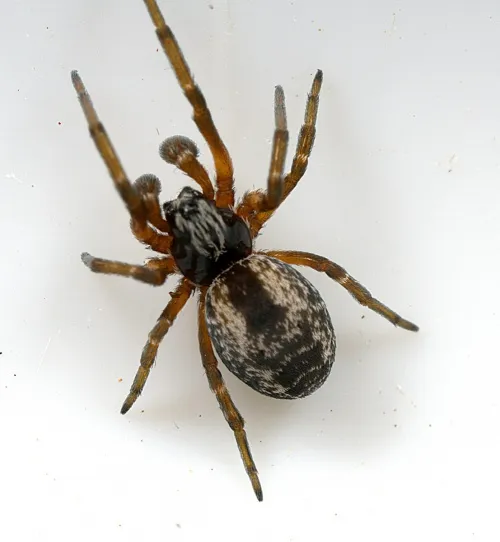 Dictyna arundinacea - photo 2