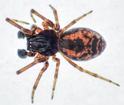 Dictyna arundinacea - photo 3