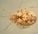 Dictyna bostoniensis
