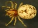 Dictyna bostoniensis - photo 2