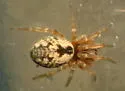 Dictyna bostoniensis - photo 3