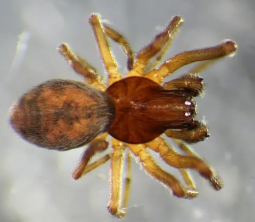 Dictyna brevitarsus - photo 2
