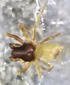 Dictyna quadrispinosa