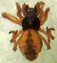 Dictyna saepei