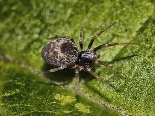 Dictyna uncinata