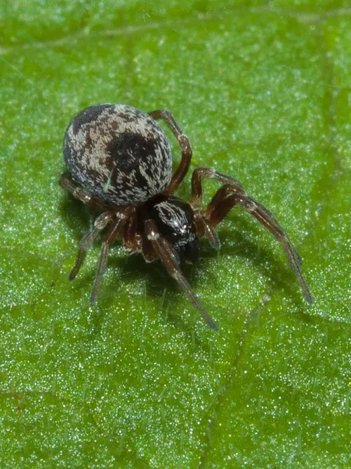 Dictyna uncinata - photo 3