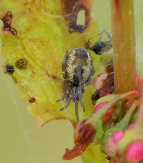 Dictyna uncinata - photo 6