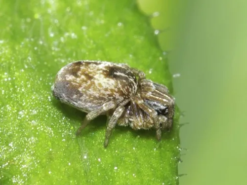Dictyna uncinata - photo 7