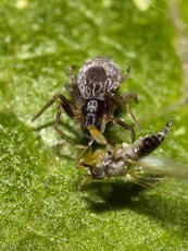 Dictyna uncinata - photo 8