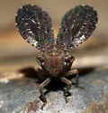 Dictyobia atra
