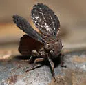 Dictyobia atra - photo 2