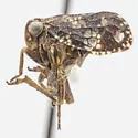 Dictyobia atra - photo 3