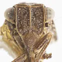 Dictyobia atra - photo 4