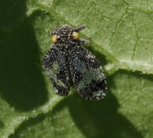Dictyobia semivitrea