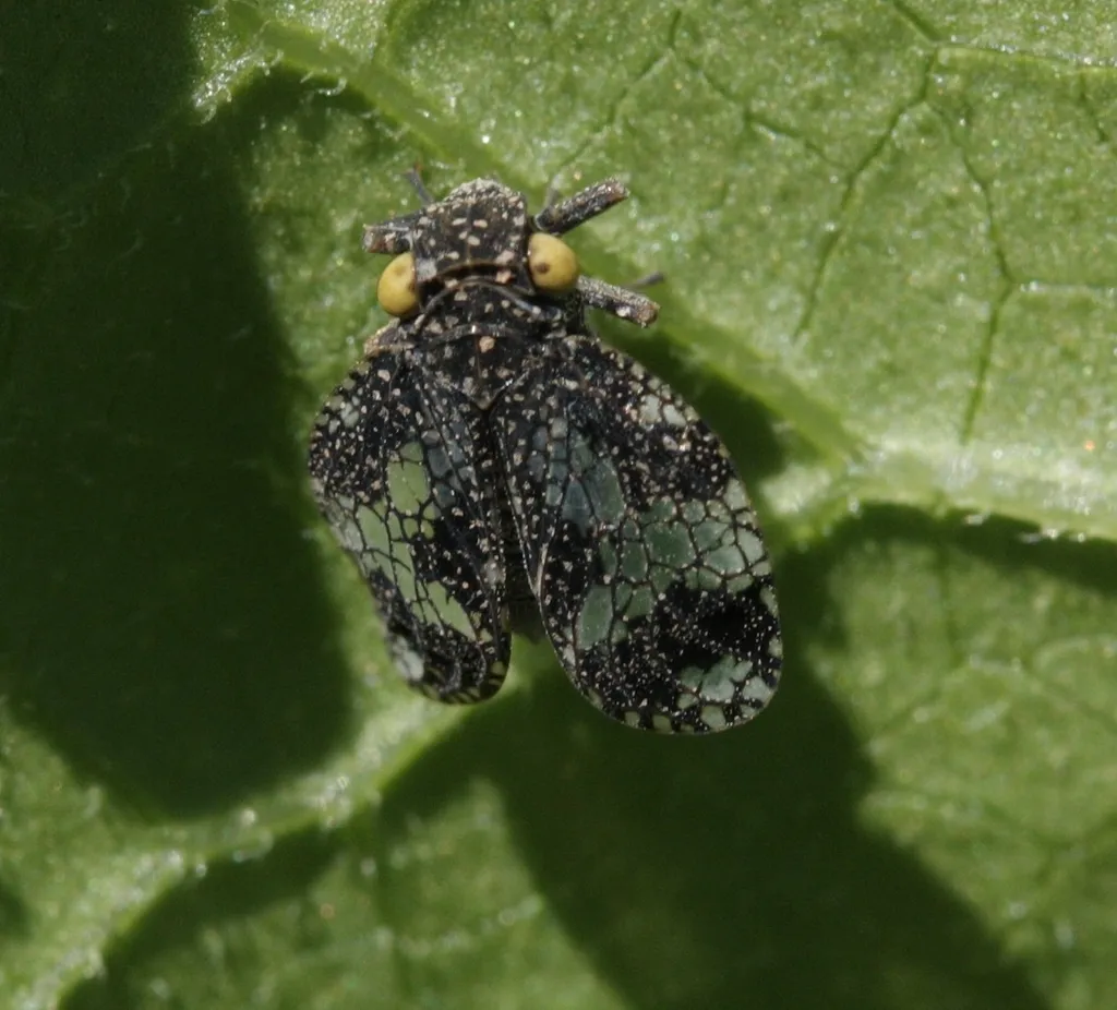 Dictyobia semivitrea - photo 3