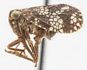 Dictyobia varia