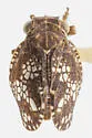 Dictyobia varia - photo 2