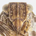 Dictyobia varia - photo 3